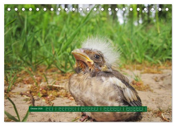 Produktbild: Unterwegs im Deister (Tischkalender 2026 DIN A5 quer), CALVENDO Monatskalender