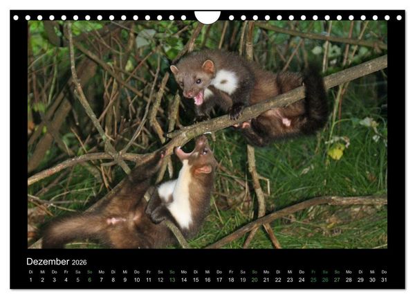 Produktbild: Marderkinder (Wandkalender 2026 DIN A4 quer), CALVENDO Monatskalender