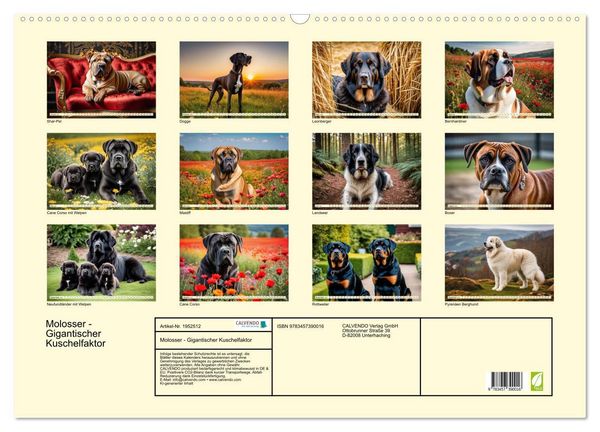 Produktbild: Molosser - Gigantischer Kuschelfaktor (Wandkalender 2026 DIN A2 quer), CALVENDO Monatskalender