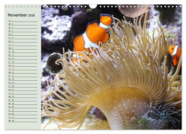 Produktbild: Knallbunte Wasserwelt. Die Welt der Fische (Wandkalender 2026 DIN A3 quer), CALVENDO Monatskalender