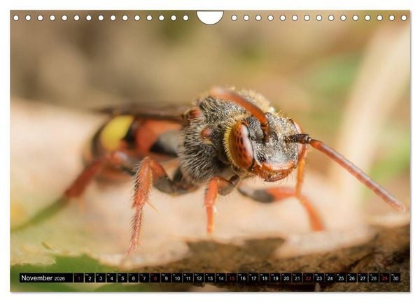 Produktbild: Kleine Wesen &ndash; Makroaufnahmen von einheimischen Insekten (Wandkalender 2026 DIN A4 quer), CALVENDO Monatskalender