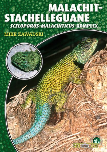 Produktbild: Malachit-Stachelleguane