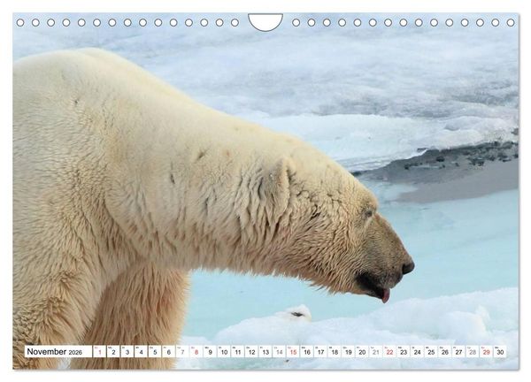 Produktbild: Eisb&auml;ren - K&ouml;nige der Arktis (Wandkalender 2026 DIN A4 quer), CALVENDO Monatskalender