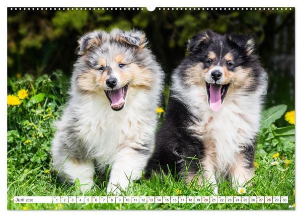 Produktbild: Collies - die sch&ouml;nsten Hunde der Welt (Wandkalender 2026 DIN A2 quer), CALVENDO Monatskalender