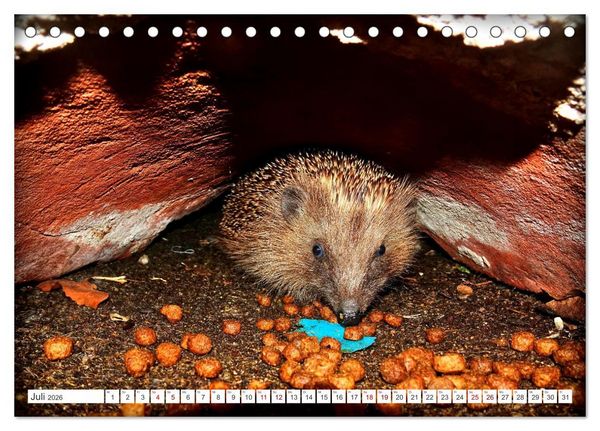 Produktbild: Mein Haus-Igel (Tischkalender 2026 DIN A5 quer), CALVENDO Monatskalender
