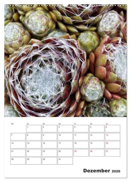 Produktbild: Ich liebe Sempervivum (Wandkalender 2026 DIN A2 hoch), CALVENDO Monatskalender