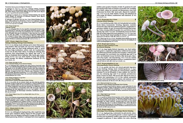 Produktbild: Pilze Mitteleuropas