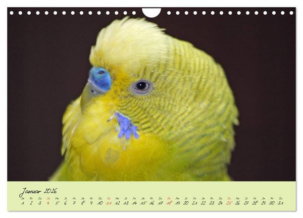 Produktbild: Wellensittiche - Gefiederte Freunde (Wandkalender 2026 DIN A4 quer), CALVENDO Monatskalender