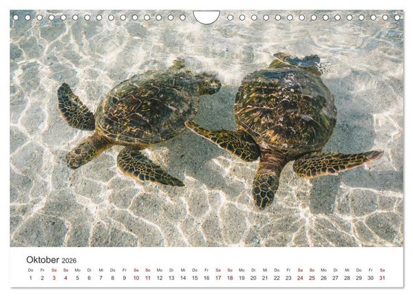 Produktbild: Schildkr&ouml;ten - Die gepanzerten Tiere. (Wandkalender 2026 DIN A4 quer), CALVENDO Monatskalender