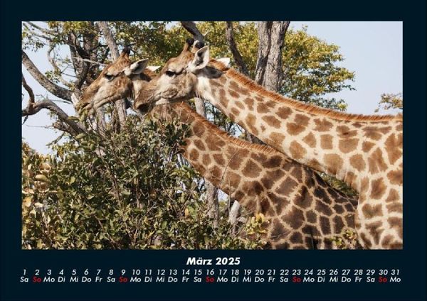 Produktbild: Giraffen 2025 Fotokalender DIN A4