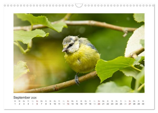 Produktbild: Gefiederte Garteng&auml;ste, Blaumeisen (Wandkalender 2026 DIN A3 quer), CALVENDO Monatskalender