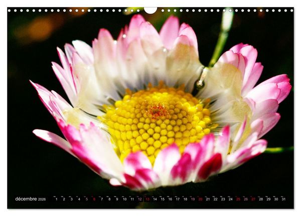 Produktbild: Face &agrave; face avec les p&acirc;querettes (Calendrier mural 2026 DIN A3 vertical), CALVENDO calendrier mensuel
