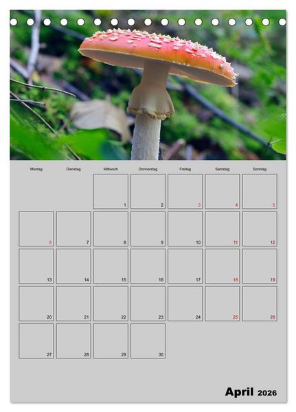 Produktbild: Quer durch die Pilze (Tischkalender 2026 DIN A5 hoch), CALVENDO Monatskalender