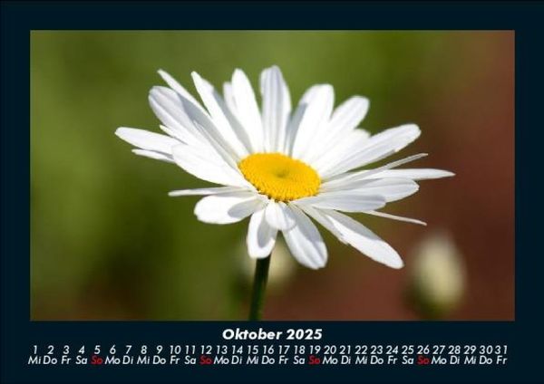 Produktbild: Pflanzen und Bl&uuml;ten 2025 Fotokalender DIN A5