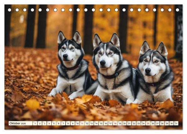 Produktbild: Siberian Huskies - die Extremsportler (Tischkalender 2026 DIN A5 quer), CALVENDO Monatskalender