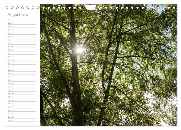 Produktbild: Der Sonne entgegen &ndash; Elbsandstein (Wandkalender 2026 DIN A4 quer), CALVENDO Monatskalender