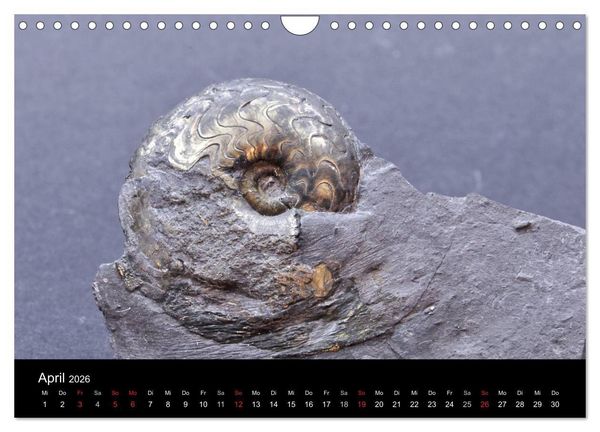 Produktbild: Fossilien - Zeugen der Urzeit (Wandkalender 2026 DIN A4 quer), CALVENDO Monatskalender