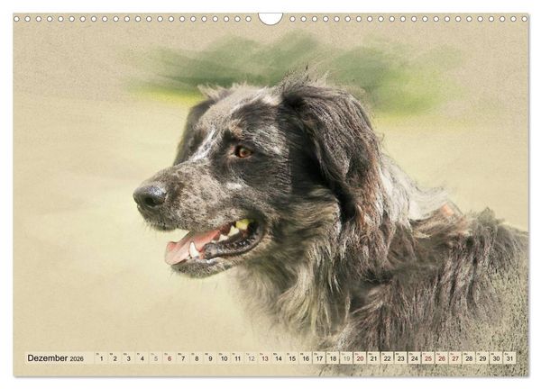 Produktbild: Altdeutsche H&uuml;tehunde 2026 (Wandkalender 2026 DIN A3 quer), CALVENDO Monatskalender