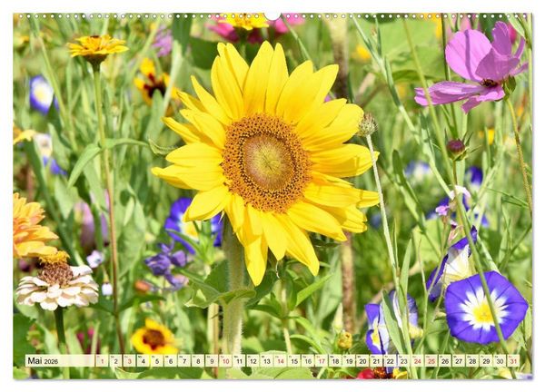 Produktbild: Sonnenblumen. Das Strahlen des Sommers (hochwertiger Premium Wandkalender 2026 DIN A2 quer), Kunstdruck in Hochglanz