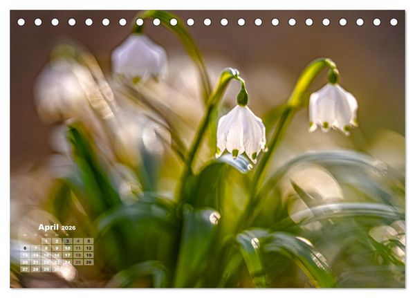 Produktbild: Fr&uuml;hlingstr&auml;ume in Wei&szlig; (Tischkalender 2026 DIN A5 quer), CALVENDO Monatskalender