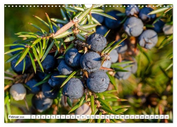 Produktbild: L&uuml;neburger Heide: Die Nordheide (Wandkalender 2026 DIN A3 quer), CALVENDO Monatskalender