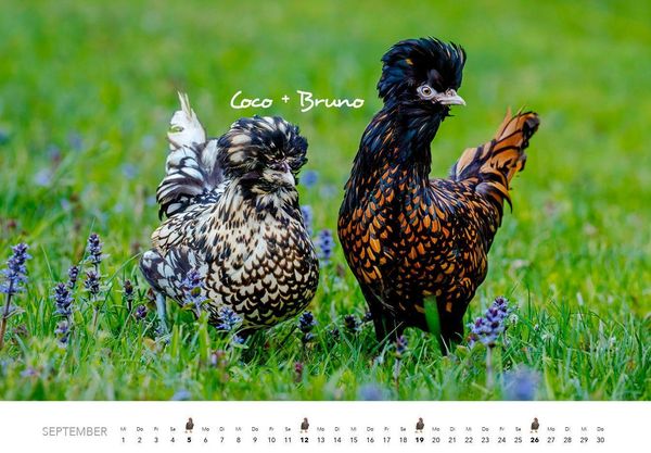 Produktbild: H&uuml;hner Kalender 2027