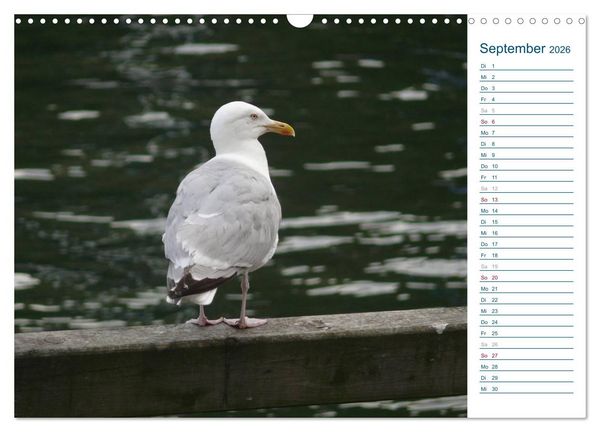 Produktbild: M&ouml;wen - Von der Ostsee bis zum Atlantik (Wandkalender 2026 DIN A3 quer), CALVENDO Monatskalender