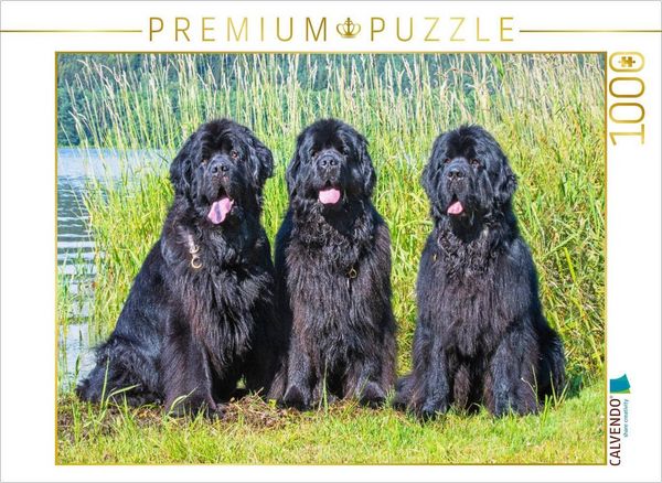CALVENDO Puzzle Drei Prachtrüden | 1000 Teile Lege-Größe 64x48cm Foto-Puzzle für glückliche Stunden