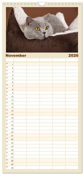 Produktbild: Familienplaner 2026 - Die Britisch Kurzhaar Katze mit 5 Spalten (Wandkalender, 21 x 45 cm) CALVENDO