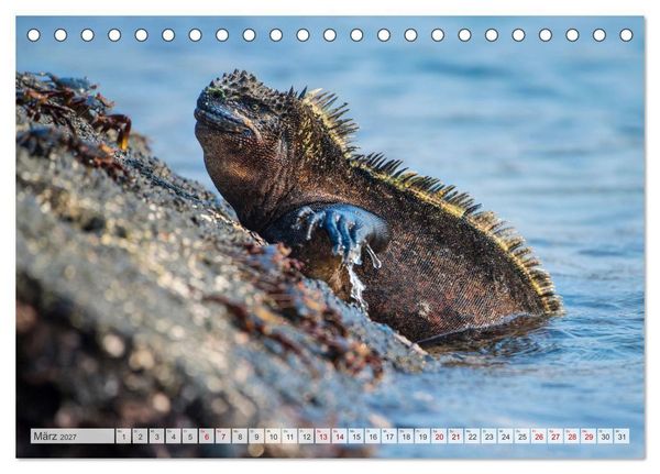 Produktbild: Drachen: Geheimnisvolles Tierreich (Tischkalender 2027 DIN A5 quer), CALVENDO Monatskalender