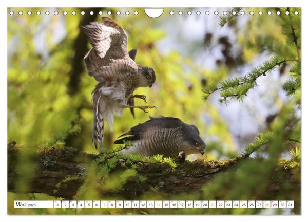 Produktbild: Sperber - Kleiner Vogel Greif (Wandkalender 2026 DIN A4 quer), CALVENDO Monatskalender