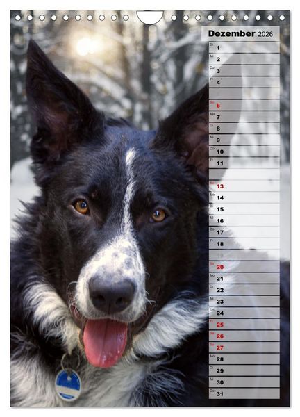 Produktbild: Mein Border Collie (Wandkalender 2026 DIN A4 hoch), CALVENDO Monatskalender