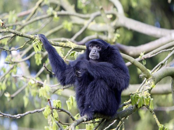 Produktbild: CALVENDO Puzzle Siamang | 1000 Teile Lege-Gr&ouml;&szlig;e 64x48cm Foto-Puzzle f&uuml;r gl&uuml;ckliche Stunden