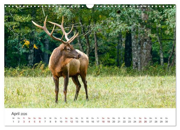 Produktbild: Rothirsche - Die imposanten K&ouml;nige der W&auml;lder. (Wandkalender 2026 DIN A3 quer), CALVENDO Monatskalender