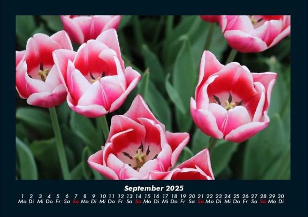 Produktbild: Pflanzen und Bl&uuml;ten 2025 Fotokalender DIN A4
