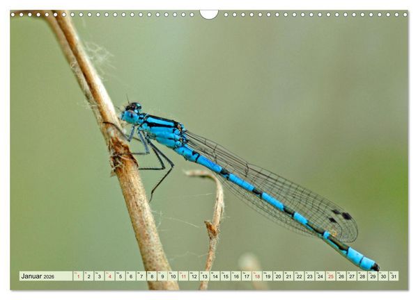 Produktbild: Farbenpracht der Insekten (Wandkalender 2026 DIN A3 quer), CALVENDO Monatskalender