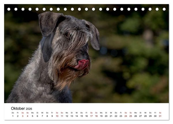 Produktbild: Schnauzer... von Zwergen und Riesen 2026 (Tischkalender 2026 DIN A5 quer), CALVENDO Monatskalender