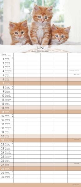 Kätzchen 2026 Familienplaner - Familienkalender - Wandkalender - 19,5x45