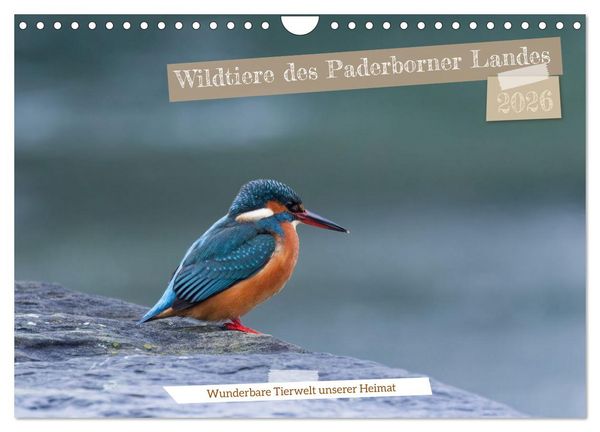 Produktbild: Wildtiere des Paderborner Landes (Wandkalender 2026 DIN A4 quer), CALVENDO Monatskalender
