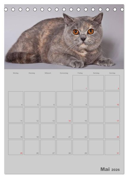 Produktbild: Britisch Kurzhaar Katzen - Planer (Tischkalender 2026 DIN A5 hoch), CALVENDO Monatskalender
