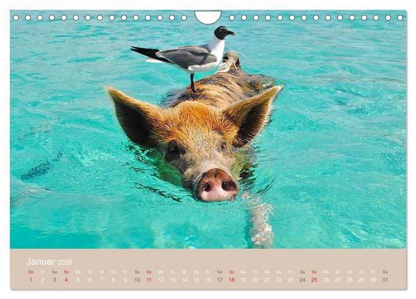 Produktbild: Schwimmende Schweine auf den Bahamas! (Wandkalender 2026 DIN A4 quer), CALVENDO Monatskalender