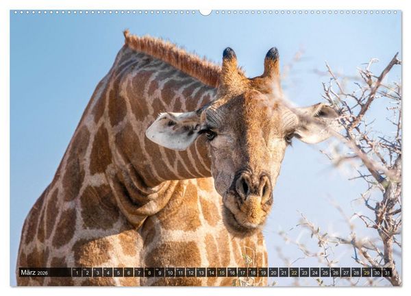 Produktbild: Zwischen Namib und Kalahari (hochwertiger Premium Wandkalender 2026 DIN A2 quer), Kunstdruck in Hochglanz