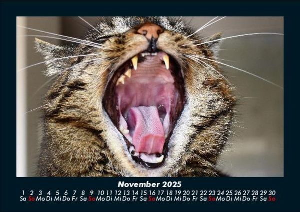 Produktbild: F&uuml;r Katzenfreunde 2025 Fotokalender DIN A5