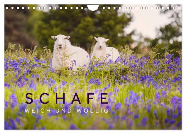 Produktbild: Schafe - Weich und wollig (Wandkalender 2027 DIN A4 quer), CALVENDO Monatskalender
