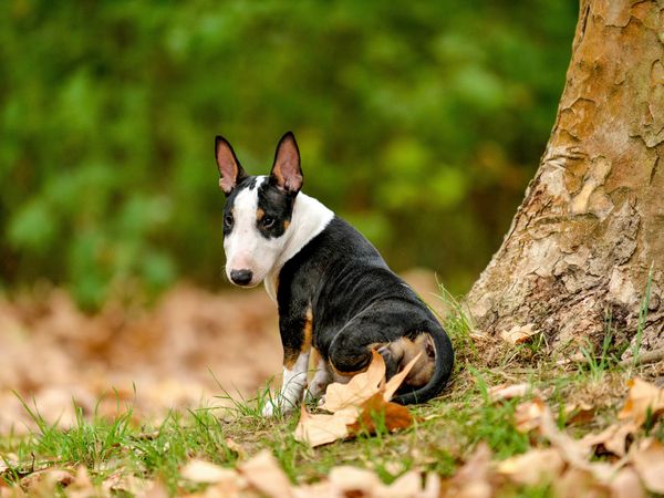 Produktbild: CALVENDO Puzzle Bulllterrierwelpe sitzt an einem Baum | 1000 Teile Lege-Gr&ouml;&szlig;e 64x48cm Foto-Puzzle f&uuml;r gl&uuml;ckliche Stunden