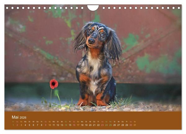 Produktbild: Der Dackel (Wandkalender 2026 DIN A4 quer), CALVENDO Monatskalender