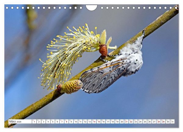 Produktbild: Nachtfalter - heimlich unterwegs, aber unheimlich sch&ouml;n (Wandkalender 2026 DIN A4 quer), CALVENDO Monatskalender