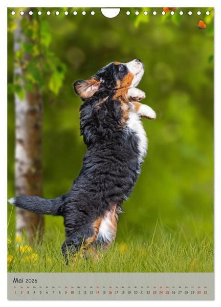 Produktbild: Berner Sennenhund - Ein Hund f&uuml;r alle F&auml;lle (Wandkalender 2026 DIN A4 hoch), CALVENDO Monatskalender