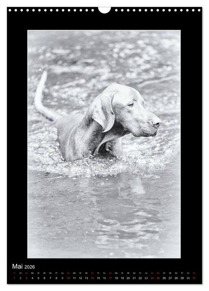 Produktbild: Vizsla-Liebe (Wandkalender 2026 DIN A3 hoch), CALVENDO Monatskalender
