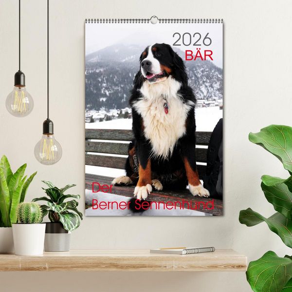 Produktbild: B&Auml;R - Der Berner Sennenhund (Wandkalender 2026 DIN A2 hoch), CALVENDO Monatskalender